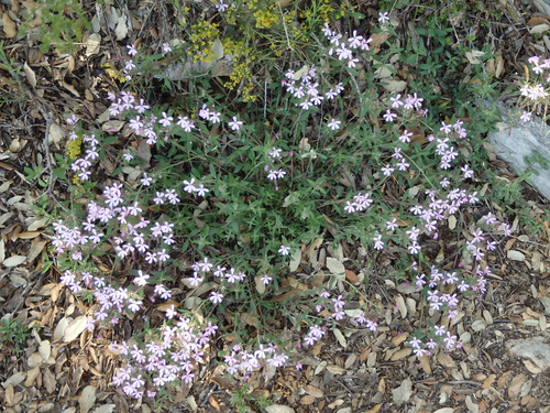 Hillside flowers in bloom.